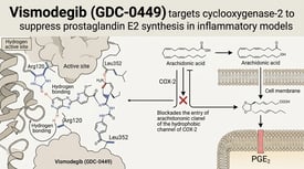 Vismodegib (GDC-0449) targets cyclooxygenase-2 to suppress prostaglandin E2 synthesis in inflammatory models