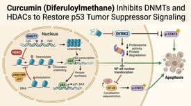 Curcumin (Diferuloylmethane) Inhibits DNMTs and HDACs to Restore p53 Tumor Suppressor Signaling