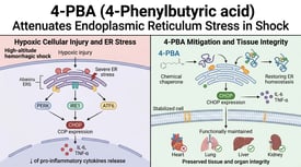 4-PBA (4-Phenylbutyric acid) Attenuates Endoplasmic Reticulum Stress in Shock