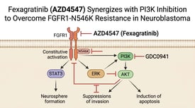 Fexagratinib (AZD4547) Synergizes with PI3K Inhibition to Overcome FGFR1-N546K Resistance in Neuroblastoma