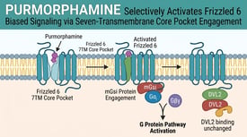 Purmorphamine Selectively Activates Frizzled 6 Biased Signaling via Seven-Transmembrane Core Pocket Engagement