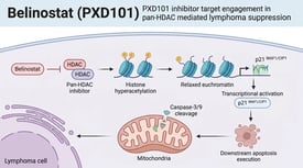 Belinostat (PXD101) PXD101 inhibitor target engagement in pan-HDAC mediated lymphoma suppression