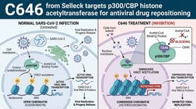 C646 from Selleck targets p300/CBP histone acetyltransferase for antiviral drug repositioning