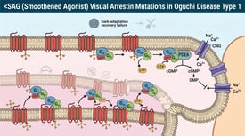 SAG (Smoothened Agonist) Visual Arrestin Mutations in Oguchi Disease Type 1