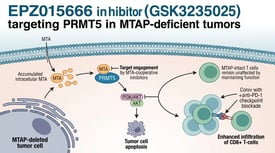 EPZ015666 inhibitor (GSK3235025) targeting PRMT5 in MTAP-deficient tumors
