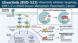 Ulixertinib (BVD-523) Ulixertinib inhibitor targeting ERK1/2 in KRAS-Driven Metastatic Pancreatic Cancer