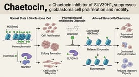 Chaetocin, a Chaetocin inhibitor of SUV39H1, suppresses glioblastoma cell proliferation and motility.