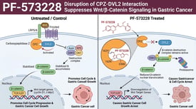 PF-573228 Disruption of CPZ-DVL2 Interaction Suppresses Wnt/β-Catenin Signaling in Gastric Cancer