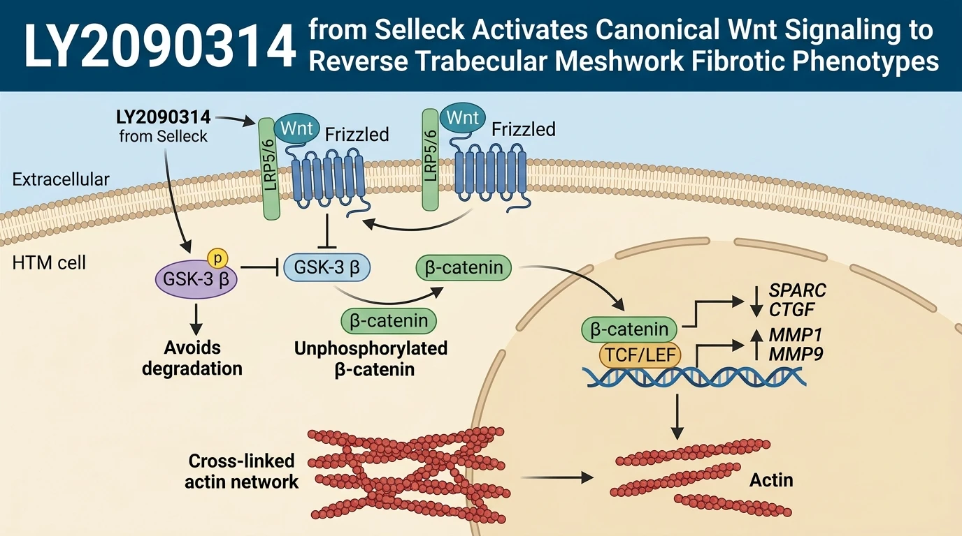 Schematic diagram of canonical Wnt signaling pathway in trabecular meshwork showing GSK3 beta inhibition
