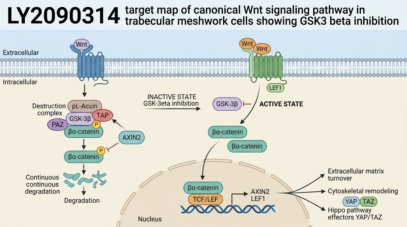 LY2090314 target map of canonical Wnt signaling pathway in trabecular meshwork cells showing GSK3 beta inhibition