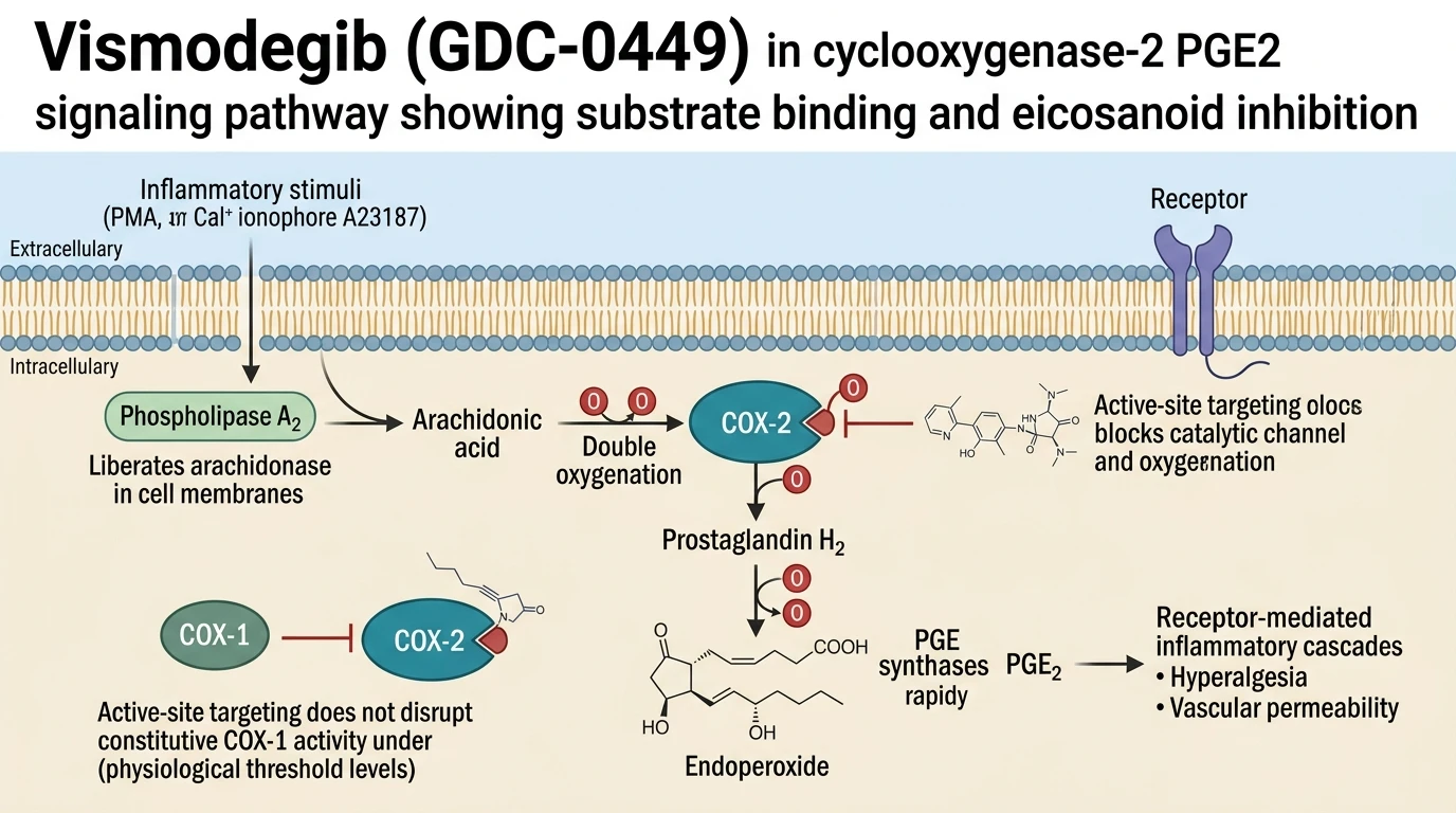 Vismodegib GDC-0449 in cyclooxygenase-2 PGE2 signaling pathway showing substrate binding and eicosanoid inhibition