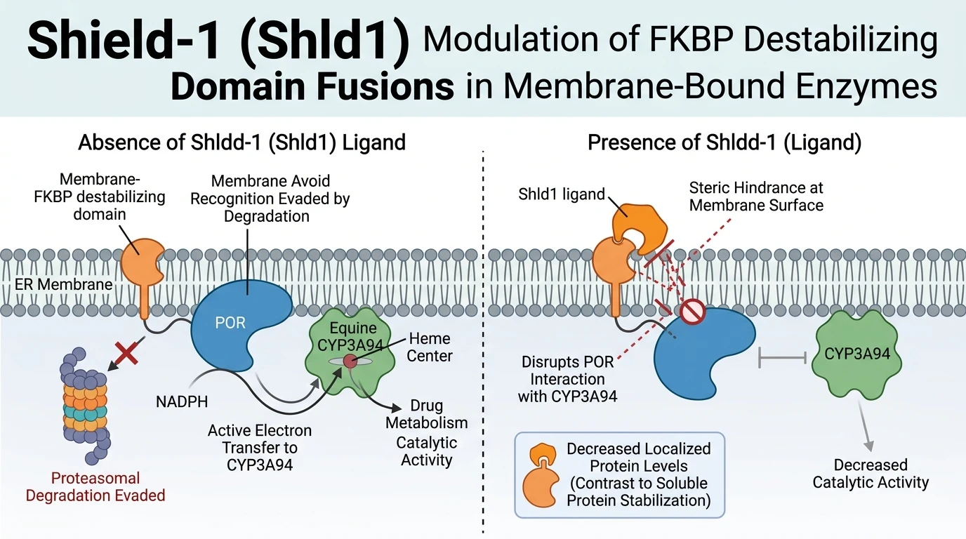 Schematic diagram of FKBP destabilizing domain ubiquitin proteasome pathway during ER membrane protein regulation