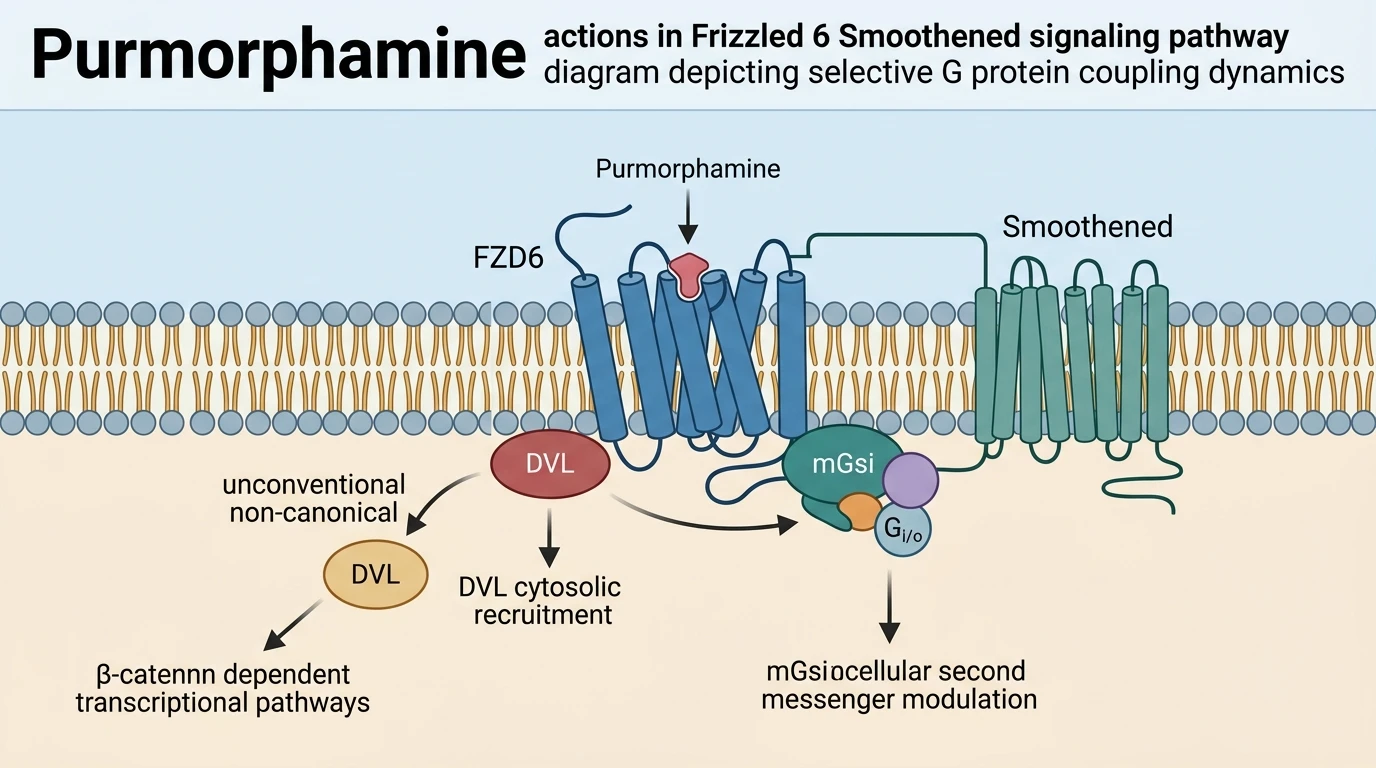 Purmorphamine actions in Frizzled 6 Smoothened signaling pathway diagram depicting selective G protein coupling dynamics