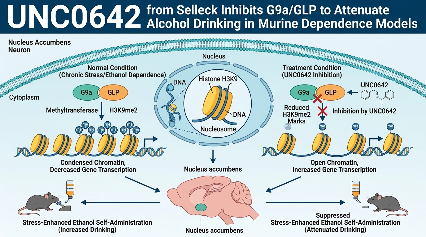 Schematic diagram of G9a GLP histone methyltransferase signaling pathway in neurons showing chromatin remodeling