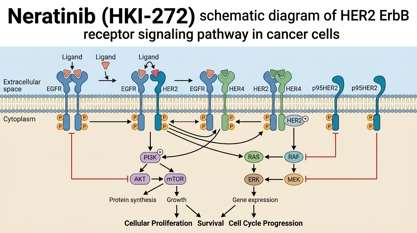 Neratinib HKI-272 schematic diagram of HER2 ErbB receptor signaling pathway in cancer cells