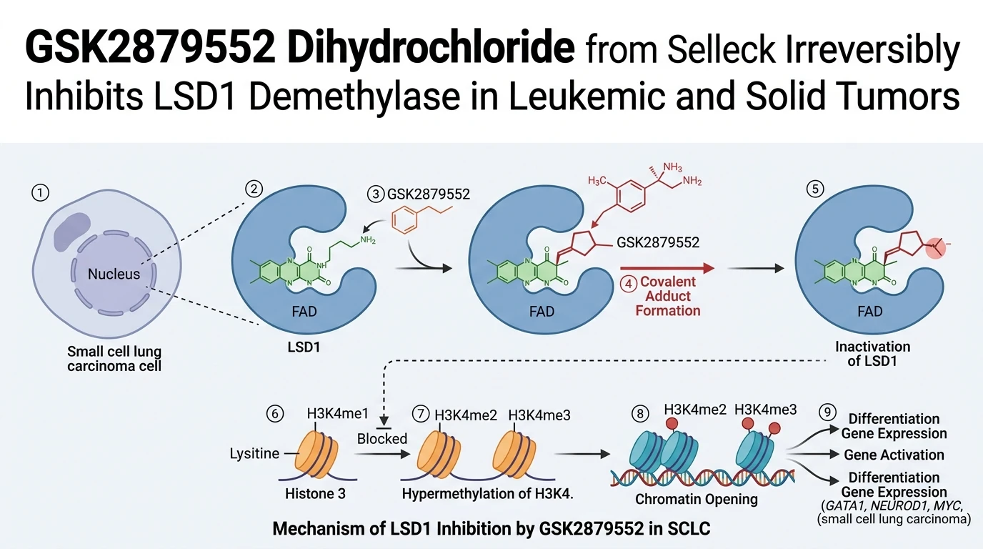 Schematic diagram of histone lysine demethylation pathway inhibition in small cell lung carcinoma
