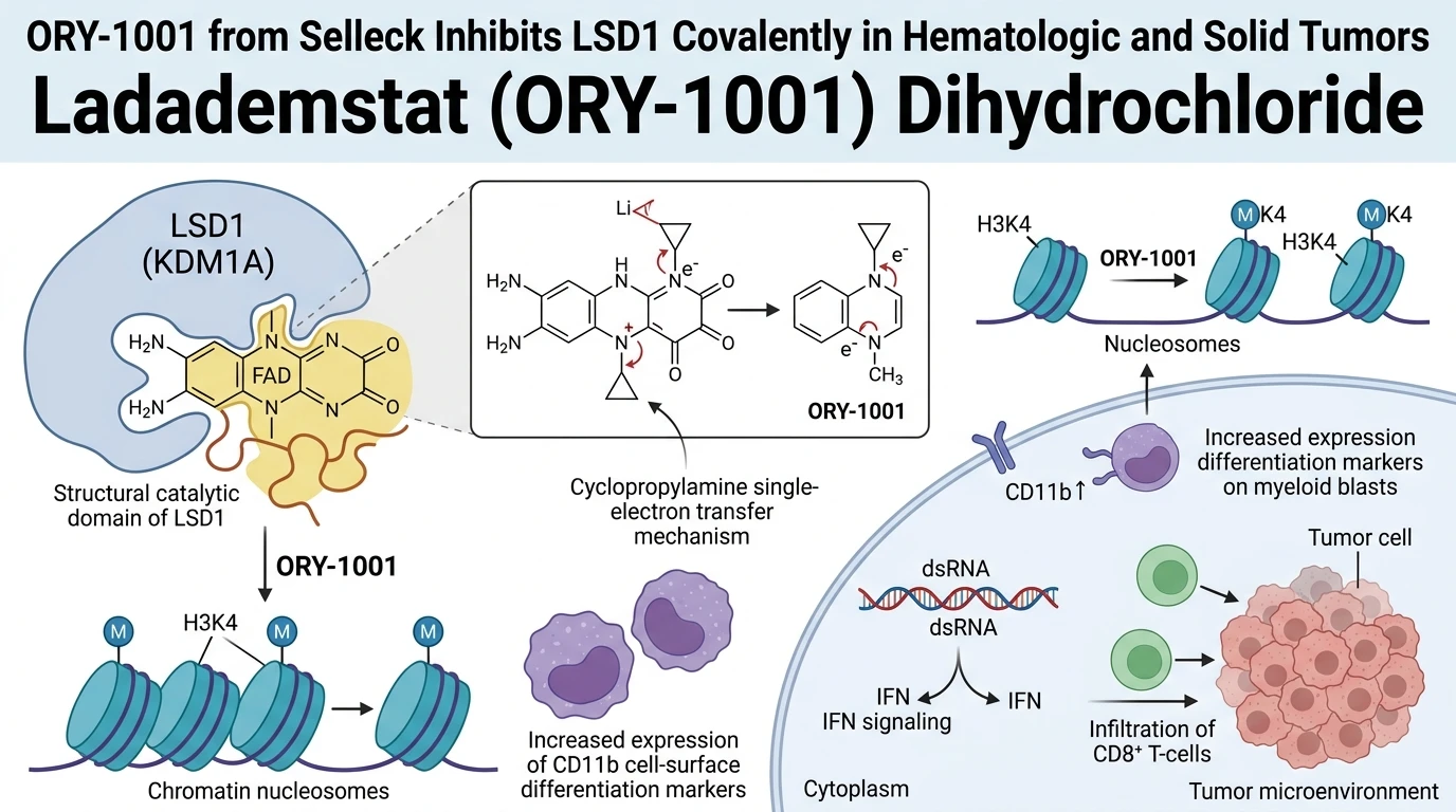 Schematic diagram of LSD1 chromatin demethylation pathway showing covalent FAD adduct formation in leukemic cells