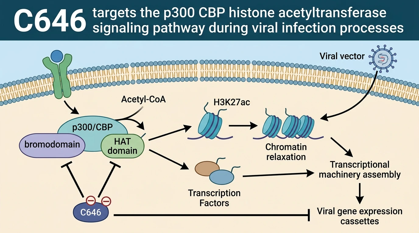 C646 targets the p300 CBP histone acetyltransferase signaling pathway during viral infection processes
