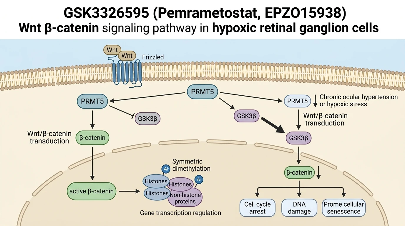 GSK3326595 regulation of PRMT5 Wnt β-catenin signaling pathway in hypoxic retinal ganglion cells