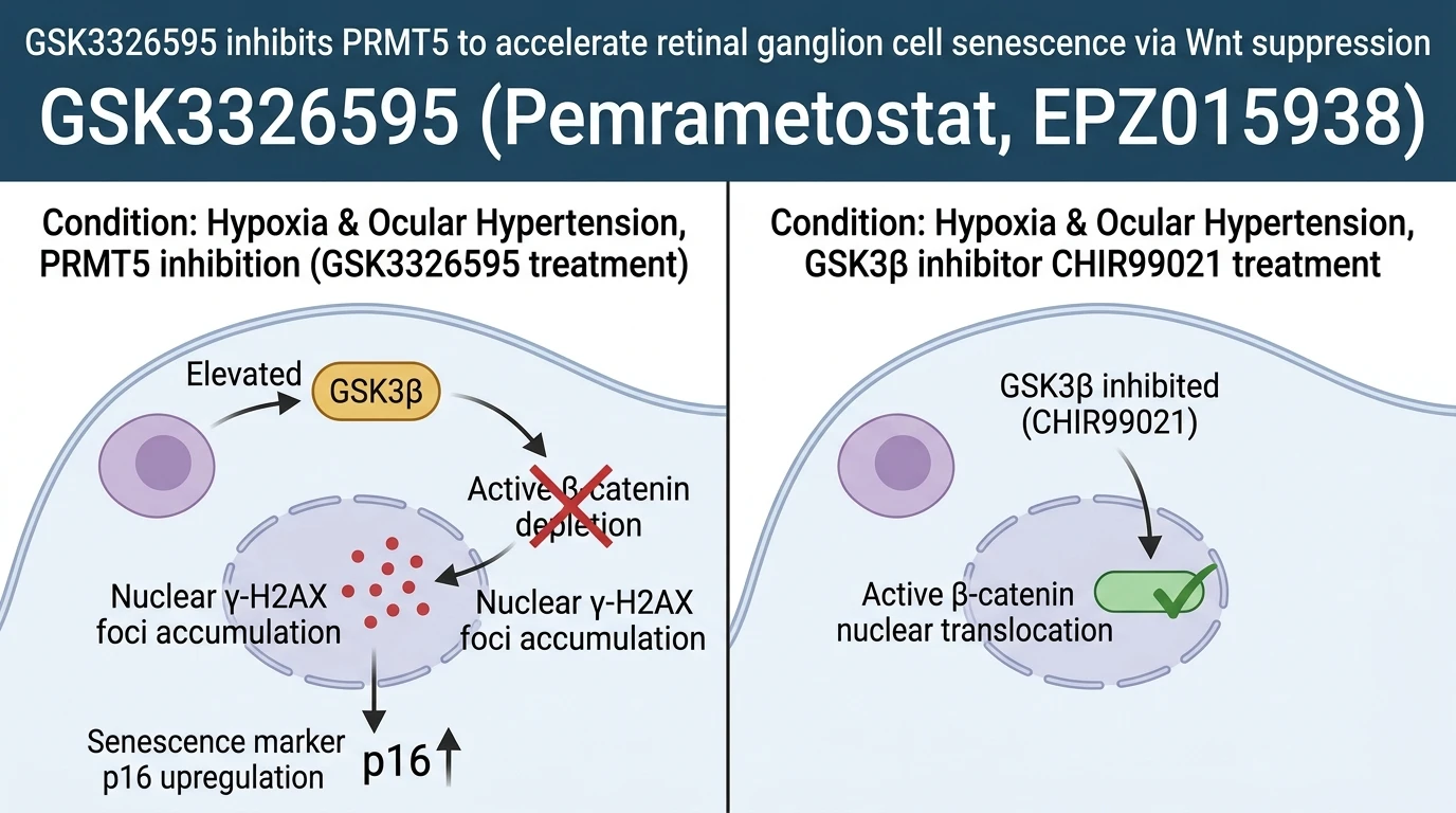 Schematic diagram of PRMT5 Wnt β-catenin signaling pathway modulation in hypoxic retinal ganglion cells