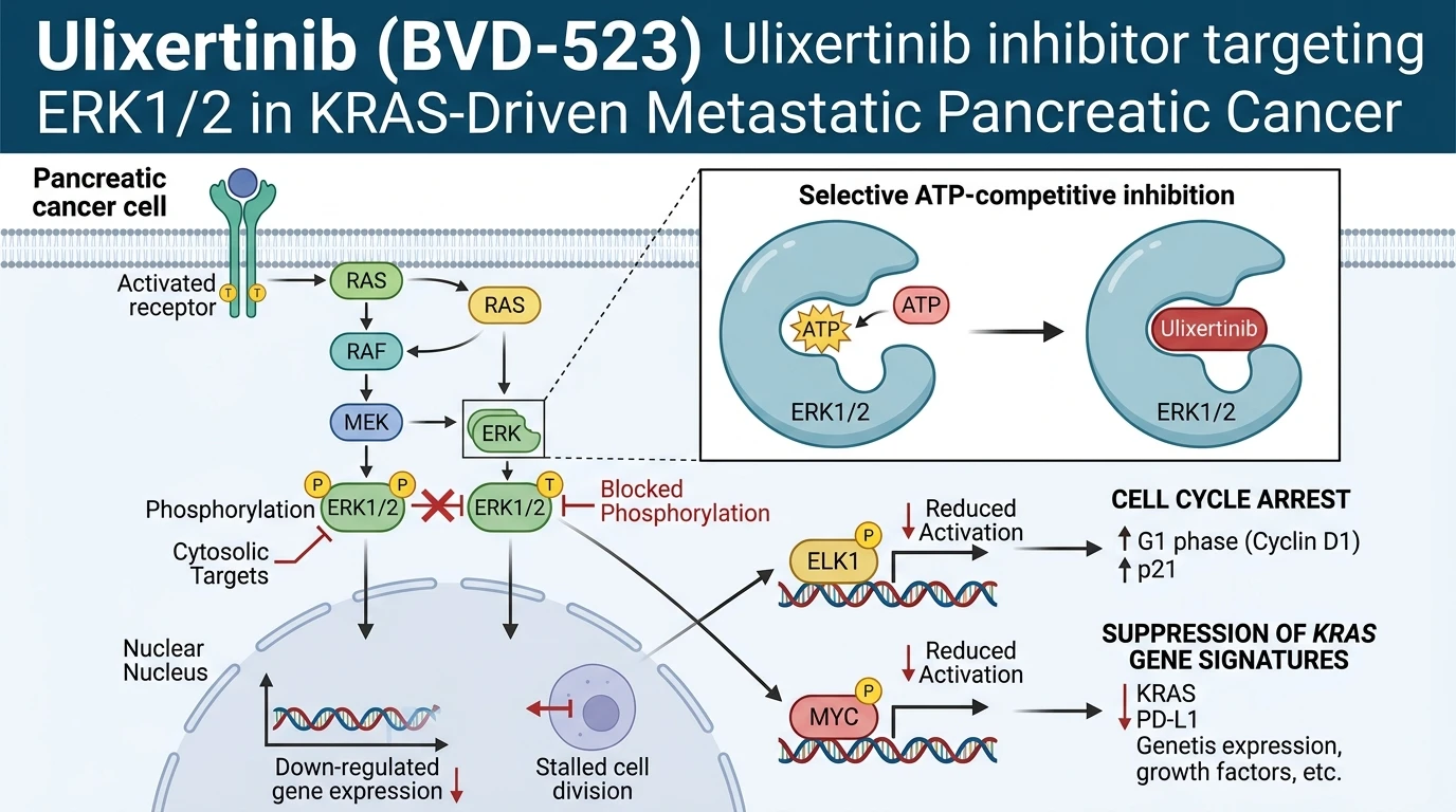 Illustration of Ras Raf MEK ERK MAPK pathway inhibition by ulixertinib in tumor cells