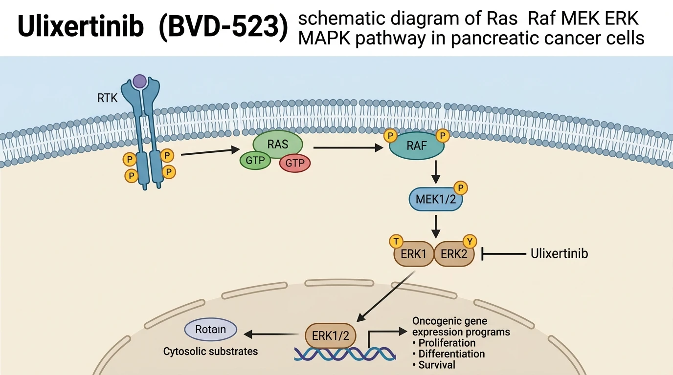 Ulixertinib BVD-523 schematic diagram of Ras Raf MEK ERK MAPK pathway in pancreatic cancer cells