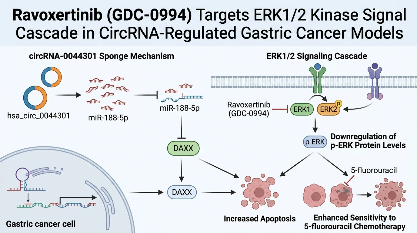 Schematic diagram of Ras Raf MEK ERK signaling pathway regulation by circular RNA in gastric cancer