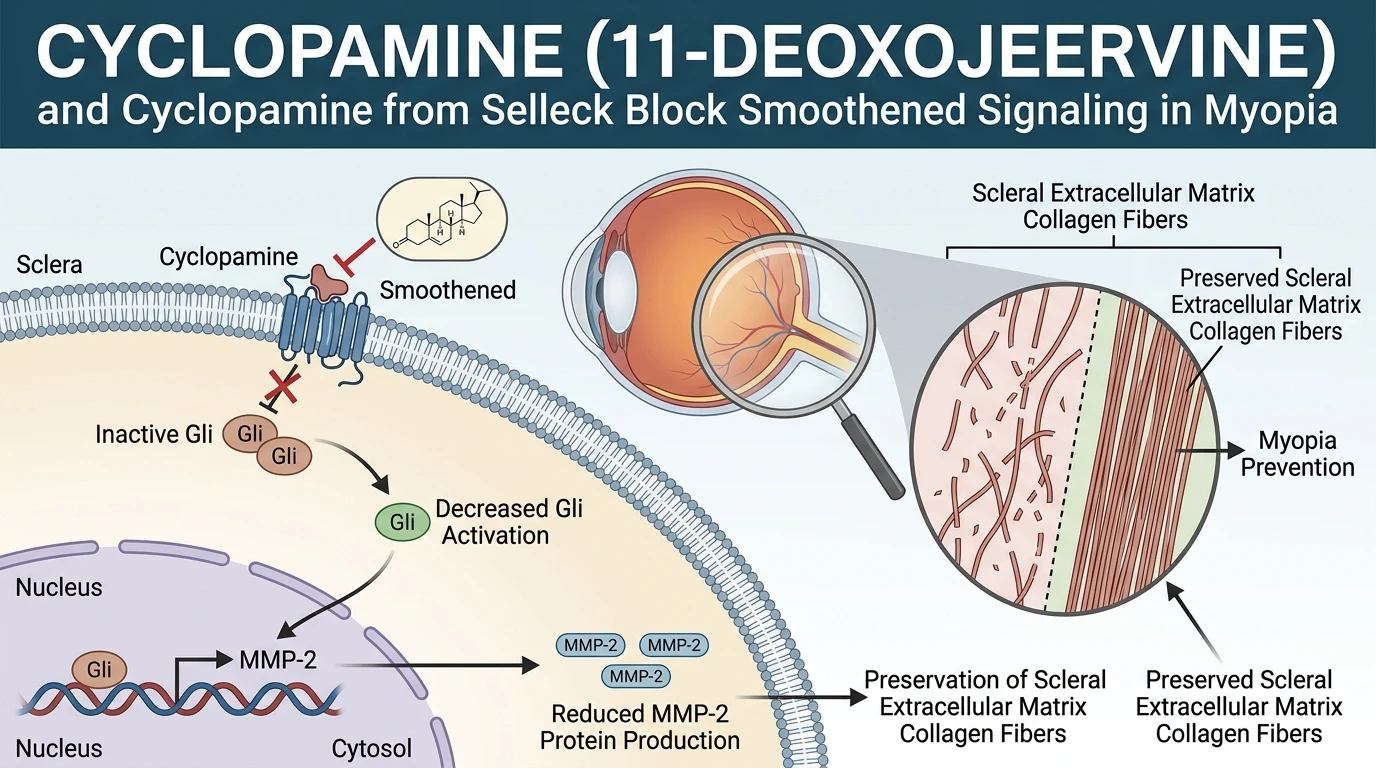 Schematic diagram of Sonic Hedgehog Smoothened signaling pathway attenuation by cyclopamine in myopic scleral tissue