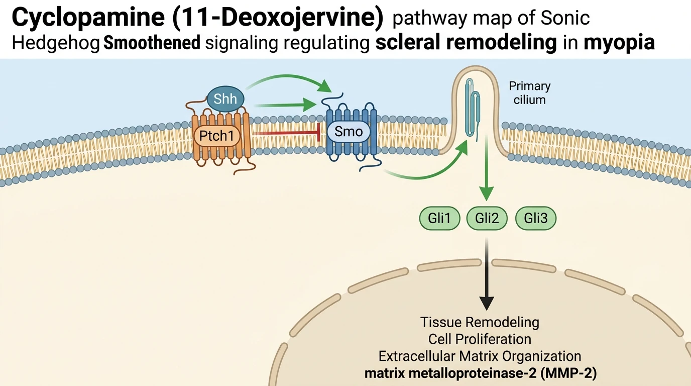 Cyclopamine 11-Deoxojervine pathway map of Sonic Hedgehog Smoothened signaling regulating scleral remodeling in myopia