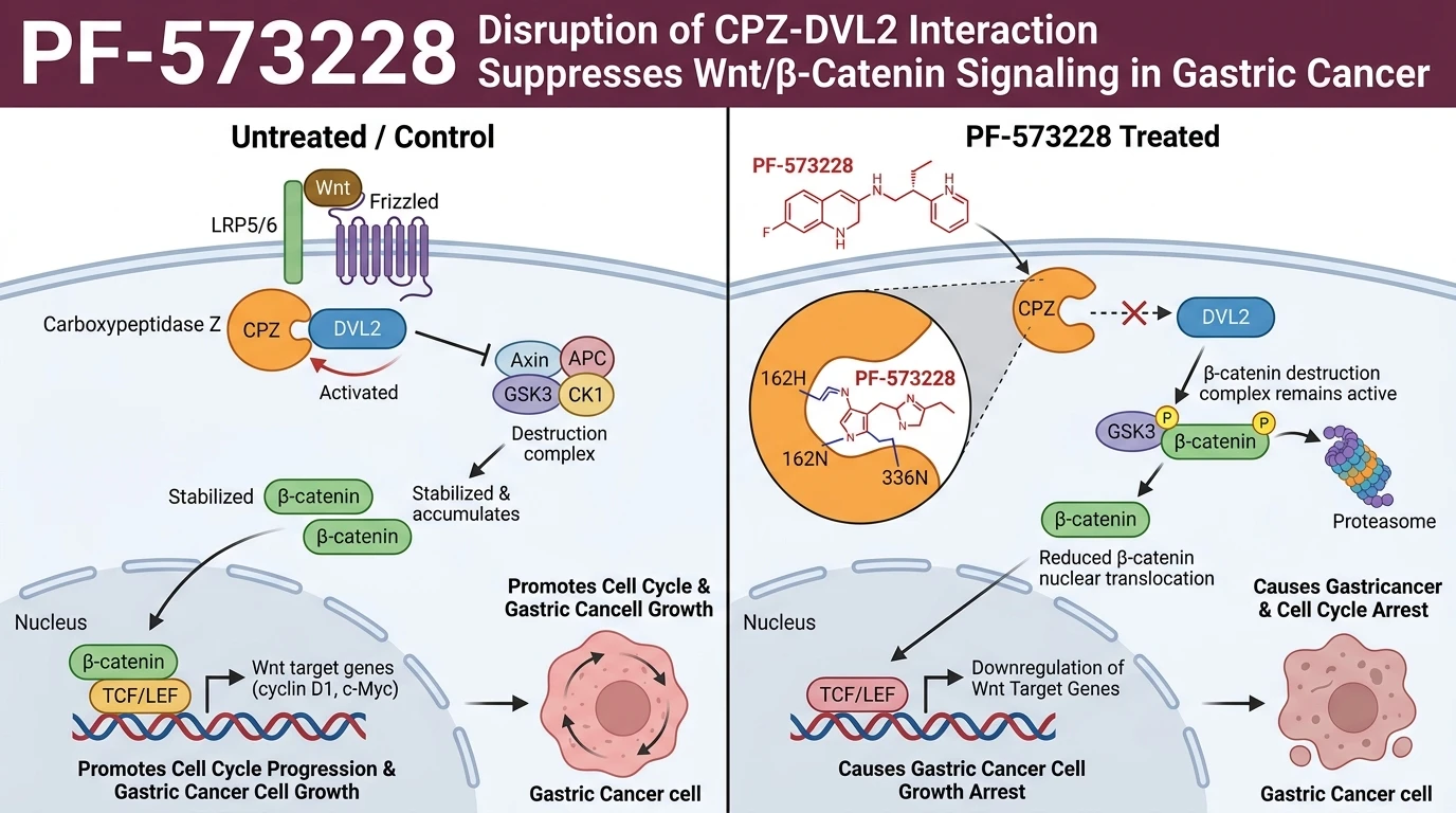 Schematic illustration of Wnt β-catenin signaling pathway in gastric cancer cell proliferation inhibition